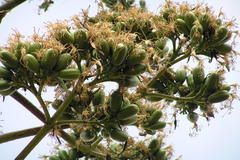 Agave americana